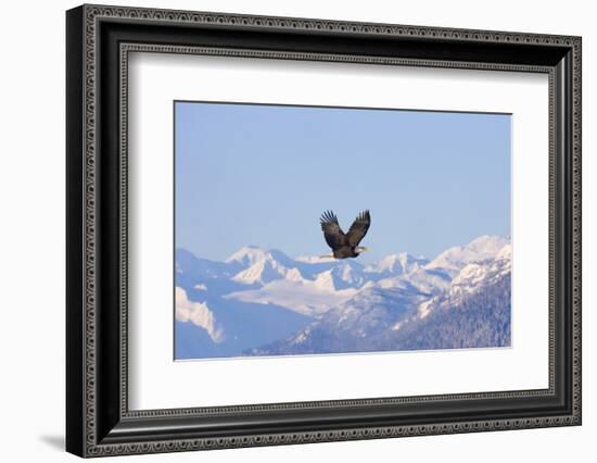 Bald Eagle flying over snow mountain, Haines, Alaska, USA-Keren Su-Framed Photographic Print