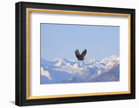 Bald Eagle flying over snow mountain, Haines, Alaska, USA-Keren Su-Framed Photographic Print