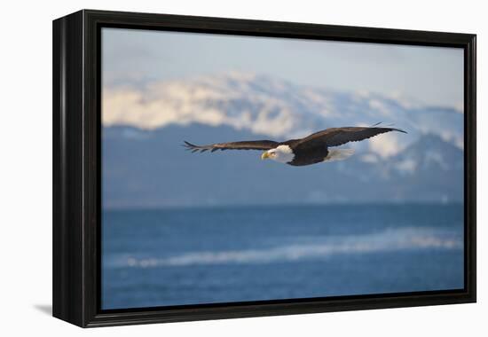 Bald Eagle flying over the ocean, snow mountain in the distance, Homer, Alaska, USA-Keren Su-Framed Premier Image Canvas