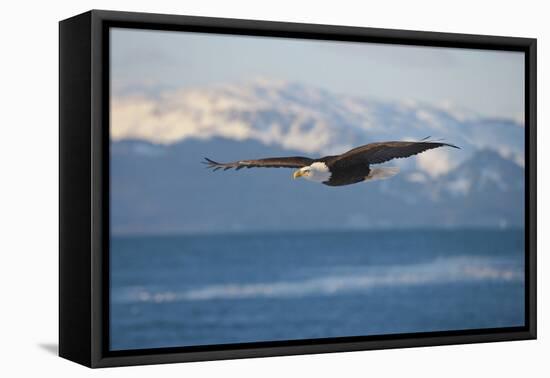 Bald Eagle flying over the ocean, snow mountain in the distance, Homer, Alaska, USA-Keren Su-Framed Premier Image Canvas