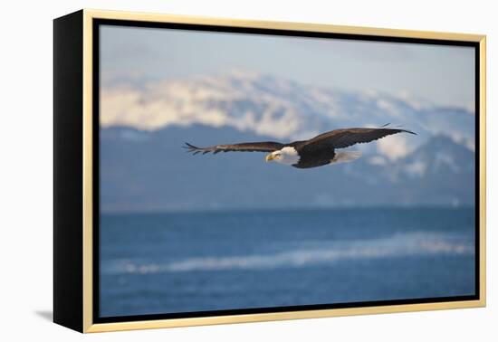 Bald Eagle flying over the ocean, snow mountain in the distance, Homer, Alaska, USA-Keren Su-Framed Premier Image Canvas