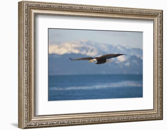 Bald Eagle flying over the ocean, snow mountain in the distance, Homer, Alaska, USA-Keren Su-Framed Photographic Print