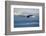 Bald Eagle flying over the ocean, snow mountain in the distance, Homer, Alaska, USA-Keren Su-Framed Photographic Print