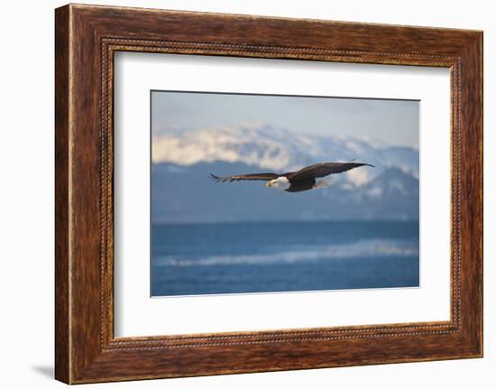 Bald Eagle flying over the ocean, snow mountain in the distance, Homer, Alaska, USA-Keren Su-Framed Photographic Print