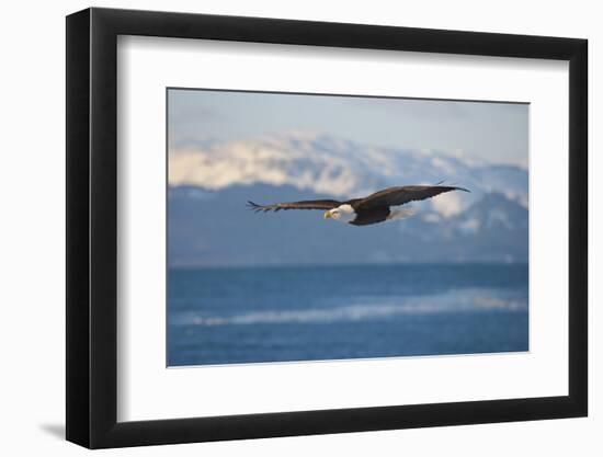 Bald Eagle flying over the ocean, snow mountain in the distance, Homer, Alaska, USA-Keren Su-Framed Photographic Print