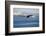 Bald Eagle flying over the ocean, snow mountain in the distance, Homer, Alaska, USA-Keren Su-Framed Photographic Print