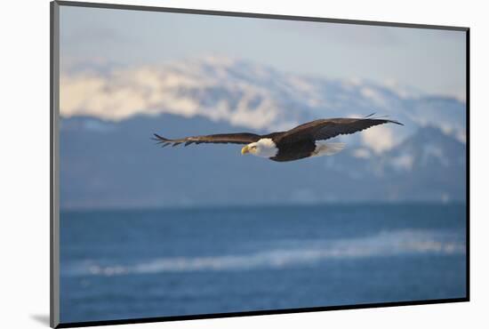 Bald Eagle flying over the ocean, snow mountain in the distance, Homer, Alaska, USA-Keren Su-Mounted Photographic Print