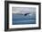 Bald Eagle flying over the ocean, snow mountain in the distance, Homer, Alaska, USA-Keren Su-Framed Photographic Print