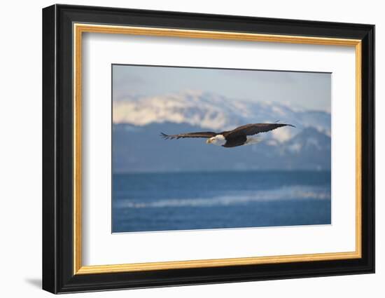 Bald Eagle flying over the ocean, snow mountain in the distance, Homer, Alaska, USA-Keren Su-Framed Photographic Print