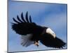 Bald Eagle Flying with a Fish, Kachemak Bay, Alaska, USA-Steve Kazlowski-Mounted Photographic Print