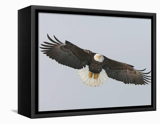 Bald Eagle Flying with Full Wingspread, Homer, Alaska, USA-Arthur Morris-Framed Premier Image Canvas