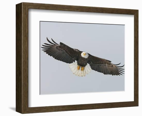 Bald Eagle Flying with Full Wingspread, Homer, Alaska, USA-Arthur Morris-Framed Photographic Print