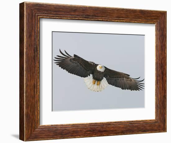 Bald Eagle Flying with Full Wingspread, Homer, Alaska, USA-Arthur Morris-Framed Photographic Print