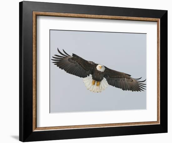 Bald Eagle Flying with Full Wingspread, Homer, Alaska, USA-Arthur Morris-Framed Photographic Print