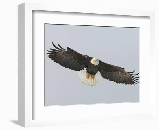 Bald Eagle Flying with Full Wingspread, Homer, Alaska, USA-Arthur Morris-Framed Photographic Print