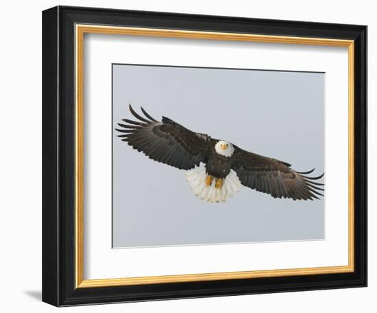 Bald Eagle Flying with Full Wingspread, Homer, Alaska, USA-Arthur Morris-Framed Photographic Print