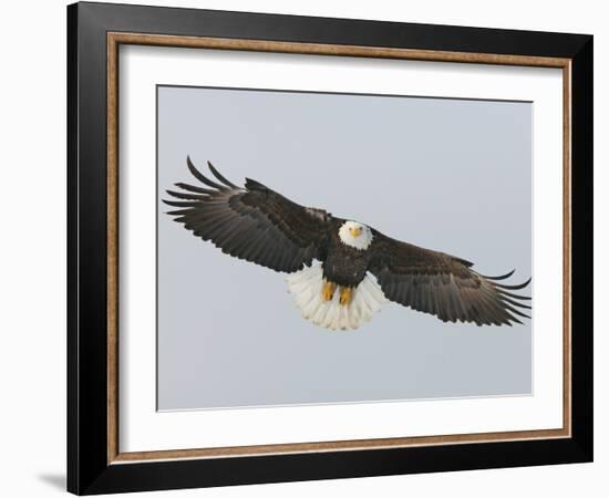 Bald Eagle Flying with Full Wingspread, Homer, Alaska, USA-Arthur Morris-Framed Photographic Print