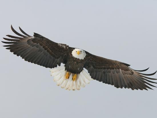 Bald Eagle Flying with Full Wingspread, Homer, Alaska, USA Photographic ...