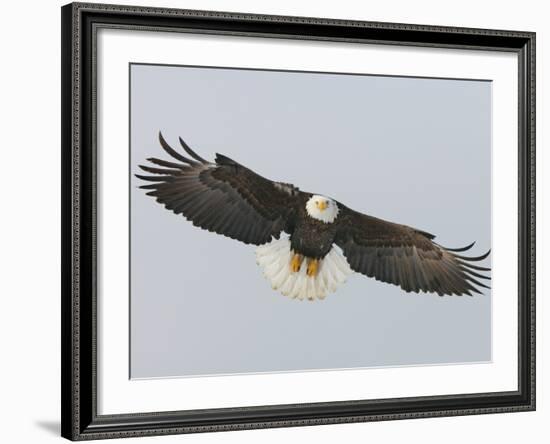 Bald Eagle Flying with Full Wingspread, Homer, Alaska, USA-Arthur Morris-Framed Photographic Print