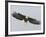 Bald Eagle Flying with Full Wingspread, Homer, Alaska, USA-Arthur Morris-Framed Photographic Print