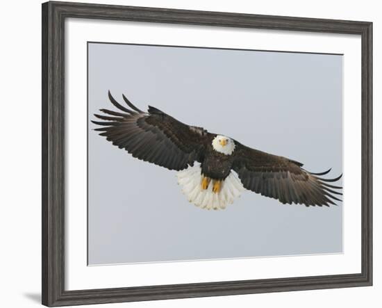 Bald Eagle Flying with Full Wingspread, Homer, Alaska, USA-Arthur Morris-Framed Photographic Print