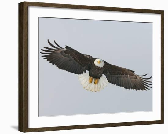 Bald Eagle Flying with Full Wingspread, Homer, Alaska, USA-Arthur Morris-Framed Photographic Print