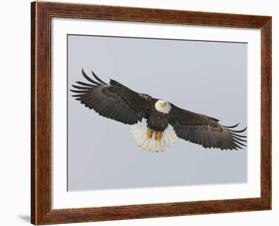 Bald Eagle Flying with Full Wingspread, Homer, Alaska, USA-Arthur Morris-Framed Photographic Print