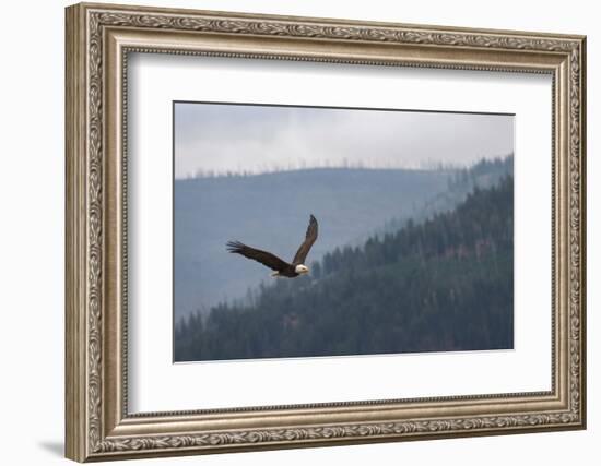 Bald eagle, flying, Yellowstone National Park.-Adam Jones-Framed Photographic Print