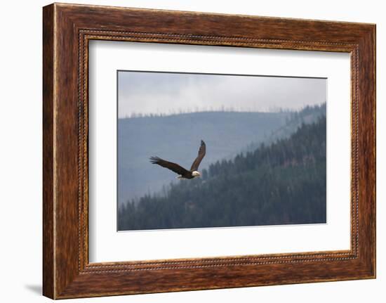 Bald eagle, flying, Yellowstone National Park.-Adam Jones-Framed Photographic Print