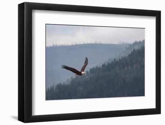 Bald eagle, flying, Yellowstone National Park.-Adam Jones-Framed Photographic Print