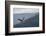 Bald eagle, flying, Yellowstone National Park.-Adam Jones-Framed Photographic Print