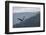 Bald eagle, flying, Yellowstone National Park.-Adam Jones-Framed Photographic Print