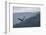 Bald eagle, flying, Yellowstone National Park.-Adam Jones-Framed Photographic Print