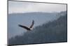 Bald eagle, flying, Yellowstone National Park.-Adam Jones-Mounted Photographic Print