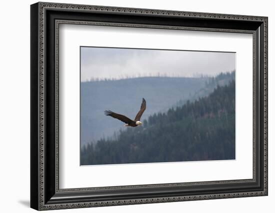 Bald eagle, flying, Yellowstone National Park.-Adam Jones-Framed Photographic Print