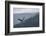 Bald eagle, flying, Yellowstone National Park.-Adam Jones-Framed Photographic Print