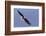 Bald Eagle flying-Ken Archer-Framed Photographic Print