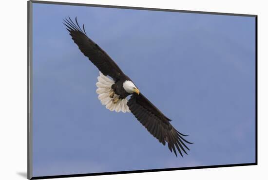 Bald Eagle flying-Ken Archer-Mounted Photographic Print