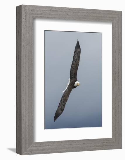 Bald Eagle flying-Ken Archer-Framed Photographic Print