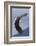 Bald Eagle flying-Ken Archer-Framed Photographic Print