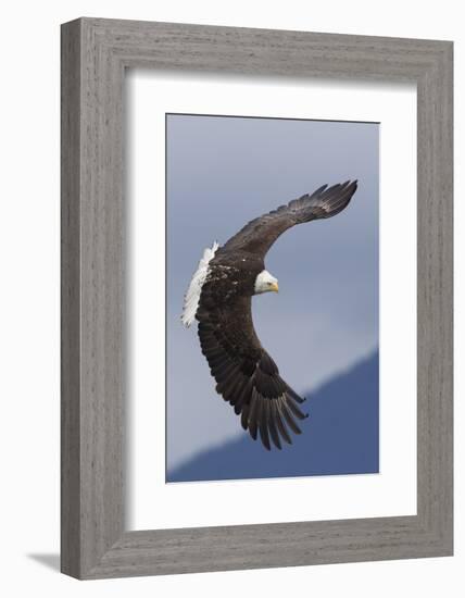 Bald Eagle flying-Ken Archer-Framed Photographic Print