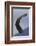 Bald Eagle flying-Ken Archer-Framed Photographic Print