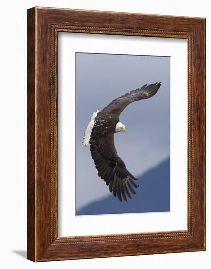 Bald Eagle flying-Ken Archer-Framed Photographic Print