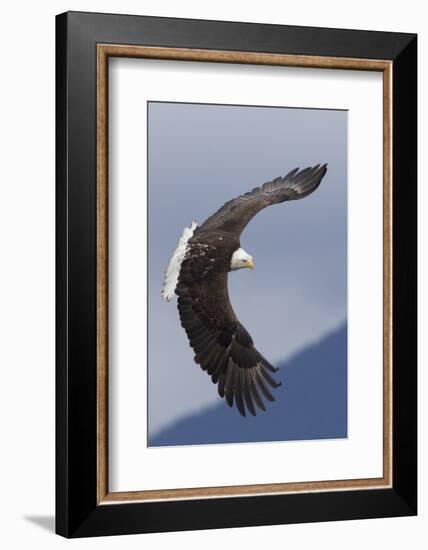 Bald Eagle flying-Ken Archer-Framed Photographic Print