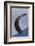 Bald Eagle flying-Ken Archer-Framed Photographic Print