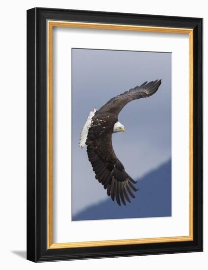 Bald Eagle flying-Ken Archer-Framed Photographic Print