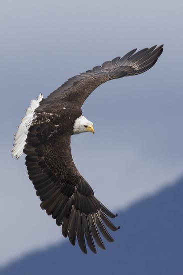 Bald Eagle Flying Premium Photographic Print By Ken Archer Art Com
