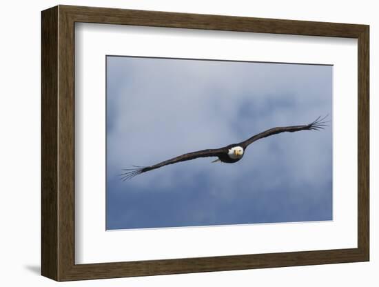 Bald Eagle flying-Ken Archer-Framed Photographic Print