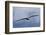 Bald Eagle flying-Ken Archer-Framed Photographic Print