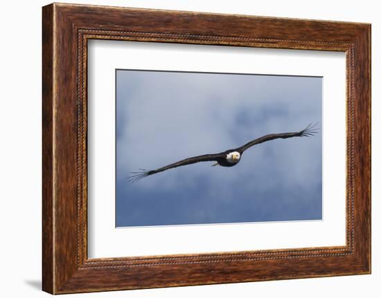 Bald Eagle flying-Ken Archer-Framed Photographic Print